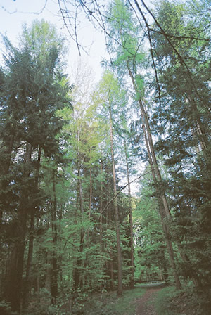 Mélèzes de la forêt du Kühwald | J-P. Girard