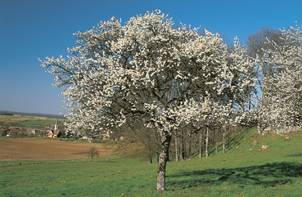 Cerisier à Liebsdorf | J-P. Girard