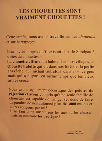 Les chouettes sont vraiment chouettes ! | G. Guérin