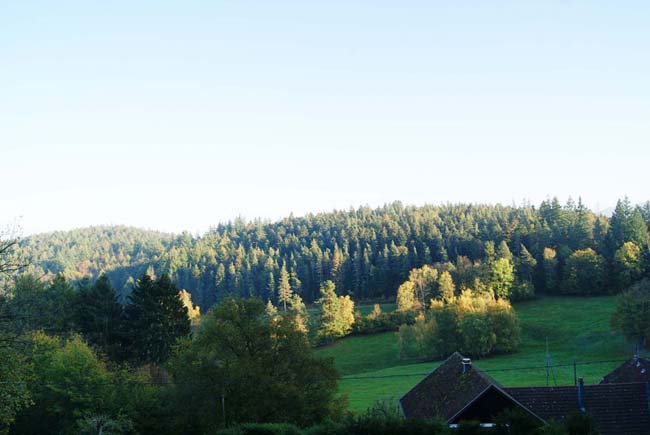 Vue sur le col du Sattel et le Reichackerkopf depuis le chemin forestier du Gaschney.