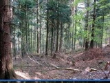 Tranchée et abri français sur les pentes du Sattelkopf, dans le secteur français. 