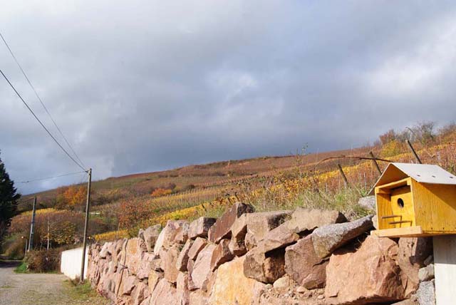  Vue de la colline et de la cote 425 depuis Sandozwiller.