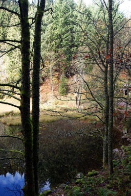 L'étang-tourbière du Devin.