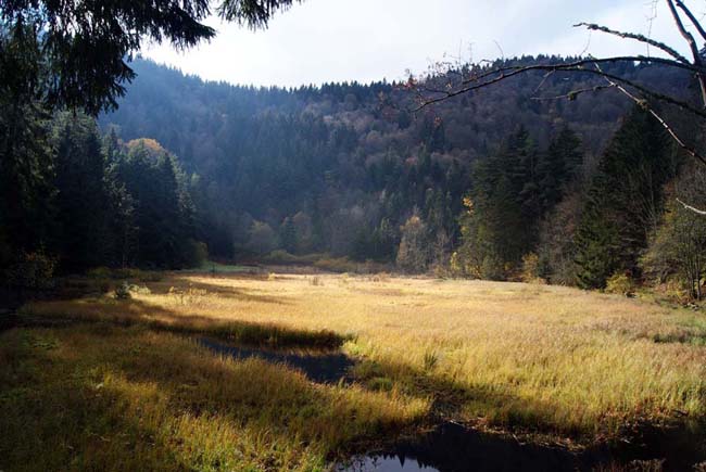 L'étang-tourbière du Devin. 