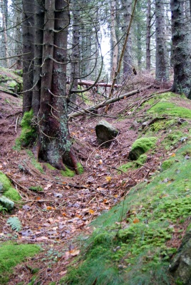 Tranchée française en contrebas du cimetière Duchêne, en venant de Surcenord. 