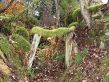 La Roche du Corbeau (Rabenfels) : tranchée. 