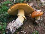 Amanite des Césars (<em>Amanita caesarea</em> - <em>Kaiserling</em>)