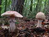 Amanite rougissante ou Golmotte (<em>Amanita rubescens</em> - <em>Perlpilz</em>)