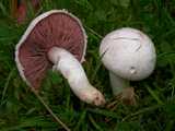 Agaric champetre (<em>Agaricus campestris</em> - <em>Feldegerling</em>)