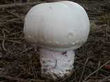 Agaric géant des prés (<em>Agaricus urinascens</em> = <em>macrosporus</em> - <em>Grosssporiger Champignon</em>)