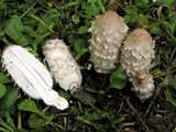 Coprin chevelu (<em>Coprinus comatus</em> - <em>Schopftintling</em>)