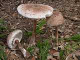 Lepiote élevée ou Coulemelle (<em>Macrolepiota procera</em> - <em>Parasolpilz</em>)