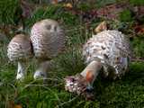 Lepiote déguenillée (<em>Macrolepiota rhacodes</em> - <em>Safran-Schirmpilz</em>)