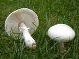 Lepiote pudique (<em>Leucoagaricus pudicus</em> - <em>Rosablättriger Schirmpilz</em>)