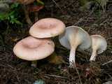 Clitocybe inversé (<em>Lepista inversa</em> - <em>Fuchsiger Röteltrichterling</em>)