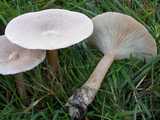 Clitocybe géotrope (<em>Clitocybe geotropa</em> - <em>Mönchskopf</em>)