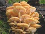 Collybie à pied velouté (<em>Flammulina velutipes</em> - <em>Samtfussrübling</em>)