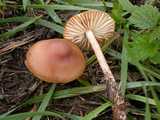 Marasme des oréades (<em>Marasmius oreades</em> - <em>Feldschwindling</em>)