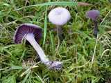 Laccaire améthyste (<em>Laccaria amethystina</em> - <em>Bläuling</em>)