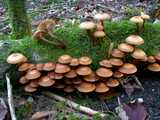 Pholiote changeante (<em>Kuehneromyces mutabilis</em> - <em>Stockschwämmchen</em>)