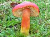 Hygrophore rouge-ponceau (<em>Hygrocybe punicea</em> - <em>Granatroter Saftling</em>)