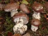 Cortinaire remarquable (<em>Cortinarius praestans</em> - <em>Schleiereule</em>)