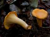 Girolle (<em>Cantharellus cibarius</em> - <em>Pfifferling</em>)