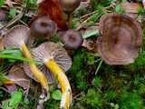 Chanterelle en tube (<em>Craterellus tubaeformis</em> - <em>Grauer Leistling</em>)