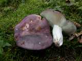 Russule charbonnière (<em>Russula cyanoxantha</em> - <em>Lilagruner</em> ou <em>Frauen-Täubling</em>)