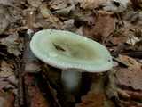 Russule verdoyante (<em>Russula virescens</em> - <em>Gefelderter Grüntäubling</em>) 