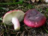 Russule à pied rouge ou Russule écrevisse (<em>Russula xerampelina</em> - <em>Roter Herings-Täubling</em>)