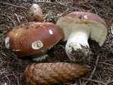 Russule des épiceas (<em>Russula integra</em> - <em>Brauner Ledertäubling</em>)