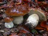 Cèpe de bordeaux (<em>Boletus edulis</em> - <em>Steinpilz</em>)