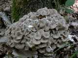 Polypore en ombelle (<em>Dendropolyporus umbellatus</em> -  <em>Eichhase</em>)