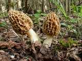 Morille comestible ou Morille blonde (<em>Morchella esculenta</em> - <em>Speisemorchel</em>)