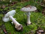 Amanite épaisse (<em>Amanita spissa</em> - <em>Gedrungener Wulstling</em>)