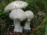 Amanite solitaire (<em>Amanita strobiliformis</em> = <em>solitaria </em> - <em>Fransiger Wulstling</em>)