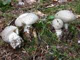 Amanite épineuse (<em>Amanita echinocephala </em> - <em>Stacheischuppiger Wulstling</em>)