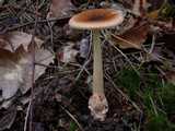 Amanite fauve (<em>Amanita fulva</em> - <em>Gelbbraunlicher Scheidenstreifling</em>)