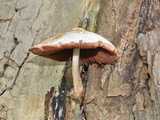 Volvaire soyeuse (<em>Volvariella bombycina</em>)