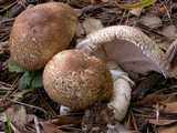 Agaric impérial (<em>Agaricus augustus</em> - <em>Riesenegerling</em>)