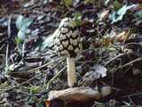 Coprin pie (<em>Coprinus picaceus</em> - <em>EIstern-Tintling</em>)