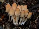 Coprin micacé (<em>Coprinus micaceus</em> - <em>Glimmer-Tintling</em>)