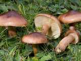 Tricholome fauve (<em>Tricholoma fulvum</em> - <em>Gelbblättriger Ritterling</em>)