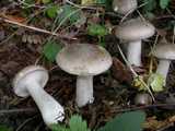 Clitocybe nebuleux (<em>Clitocybe nebularis</em> - <em>Nebeltrichterling</em>)