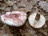 Hygrophore russule (<em>Hygrophorus russula</em> - <em>Geflektblättriger Purpurschneckling</em>)