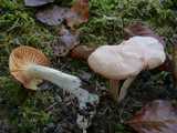 Hygrophore des bois (<em>Hygrophorus nemoreus</em> - <em>Waldschneckling</em>)