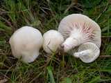 Hygrophore blanc de neige (<em>Hygrocybe virginea</em> - <em>Schneeweisser-Ellerling</em>)