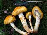 Pholiote dorée (<em>Pholiota aurivella</em> - <em>Goldfell-Schüppling</em>)