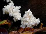 Hydne en forme de corail (<em>Hericium coralloides </em> - <em>Tannen-Stachelbart</em>)